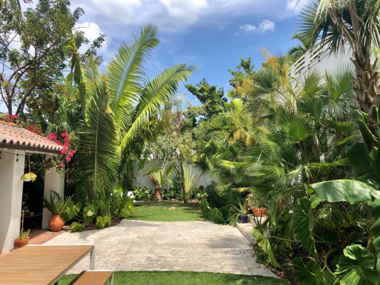 Backyard tropical landscape with native plants and specimen tropical planting design